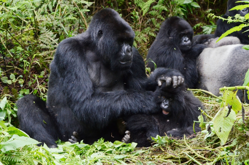The innovative, solution dubbed “interspecies money,” allows mountain gorillas in the park to raise money for their conservation through digital wallets powered by AI-facial recognition. Sam Ngenda
