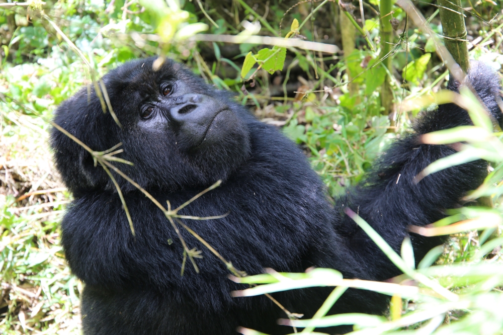Dubbed “interspecies money,” the innovative solution allows mountain gorillas in the park to raise money for their conservation.